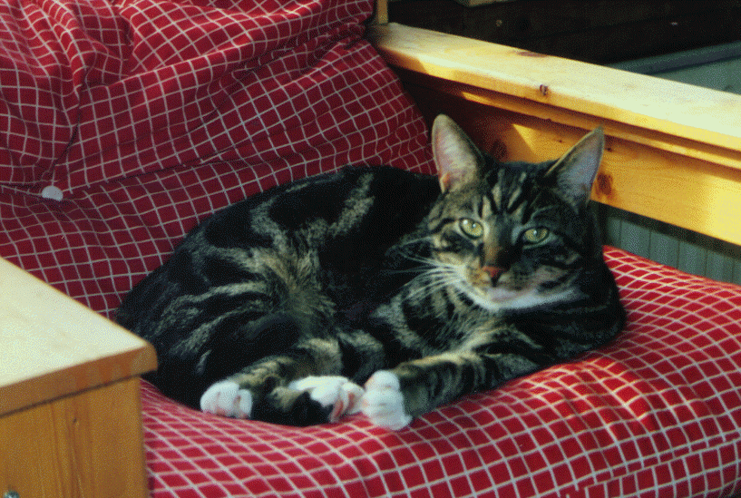 wpe91127.gif (283191 bytes)